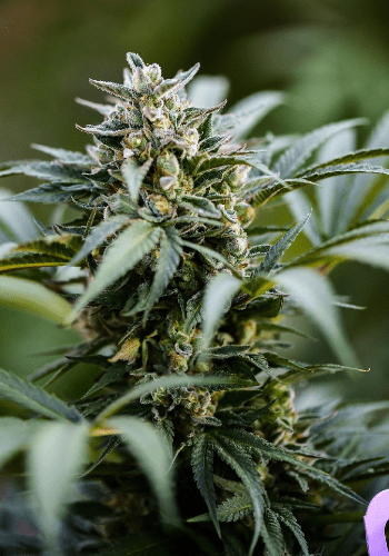 The Ultimate hybrid cannabis strain from Dutch Passion seedbank