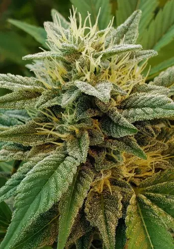 Animal mints strain also known as animal mints cookies seeds