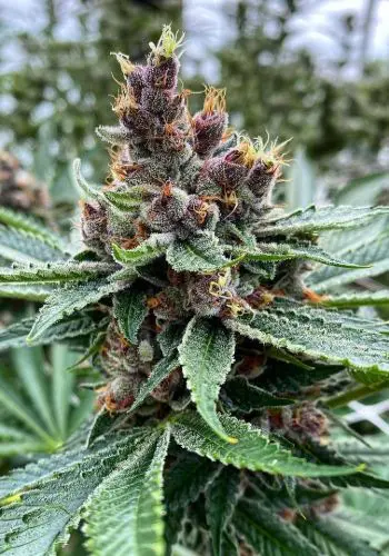 A purple flower from Fastbuds Fastberry cannabis strainA purple flower from Fastbuds Fastberry cannabis strainA purple flower from Fastbuds Fastberry cannabis strain