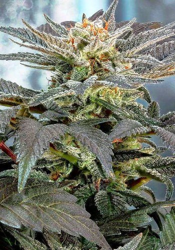 Pure Power Plant marijuana strain from Nirvana seeds grown from seed