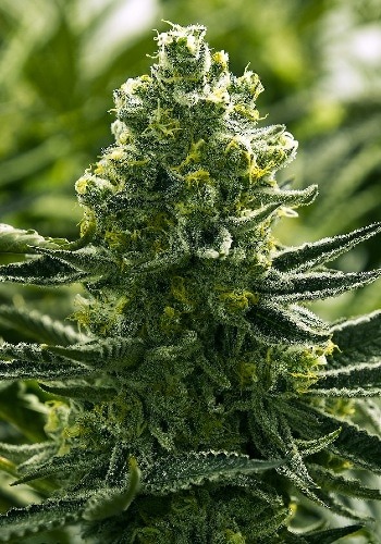 Close up image of Euforia marijuana strain growing outdoorsEuforia cannabis strain by Dutch Passion Seeds grown from seeds