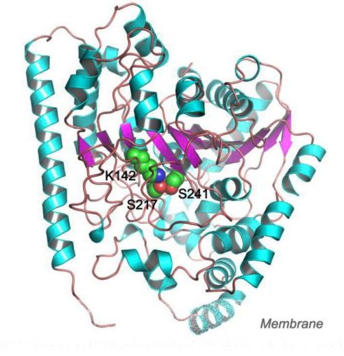 A digital rendering of the FAAH enzyme
