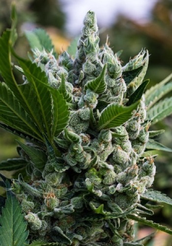 Zoomed in image of Gorilla Glue #4 cannabis strain