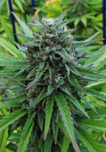 AK 47 cannabis strain from Serious Seeds seedbank