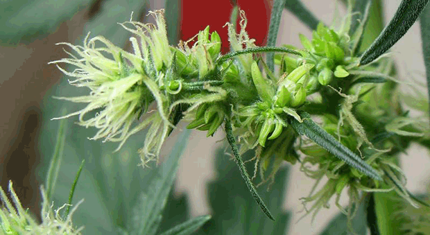 a hermaphroditic cannabis plant expressing both male and female traits