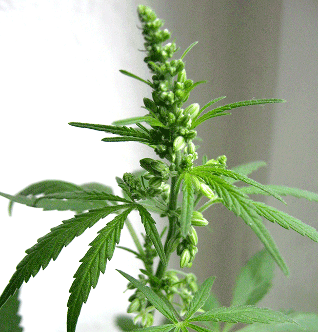 A male cannabis plant during the flowering stage