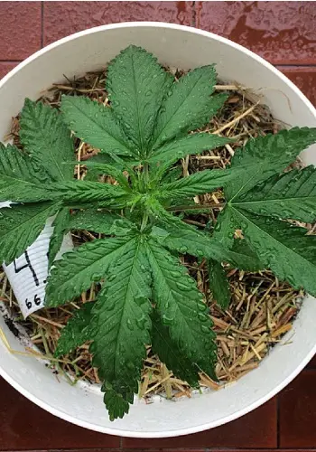 Guru Seeds' WiFi OG marijuana strain during early stage of grow.