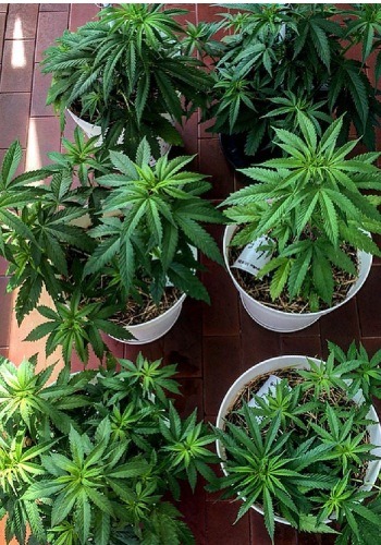 WiFi OG marijuana strains grown organically outdoors