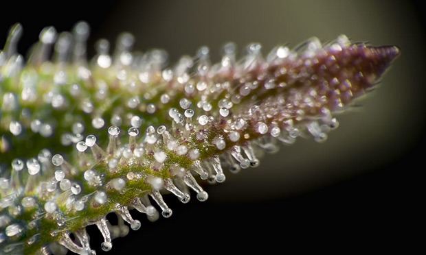 A close up of trichomes on a cannabis leaf by Coffeeshop Guru