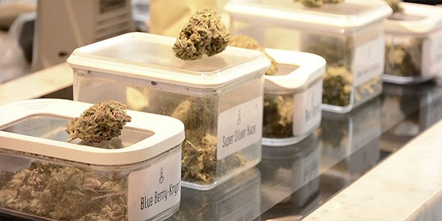 A selection of cannabis strains on the counter of an Amsterdam Coffeeshop for the Coffeeshop Guru shop guide