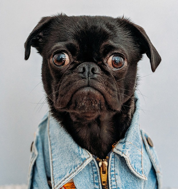 A sad looking pug in jean jacket that could use some CBD and THC oil on Coffeeshop Guru