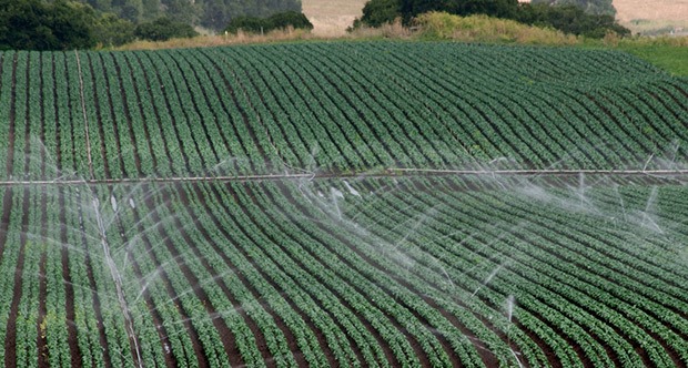 A field of cash crops being irrigated