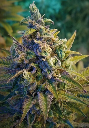 24K Marijuana strain grown from feminized cannabis seeds in flowering