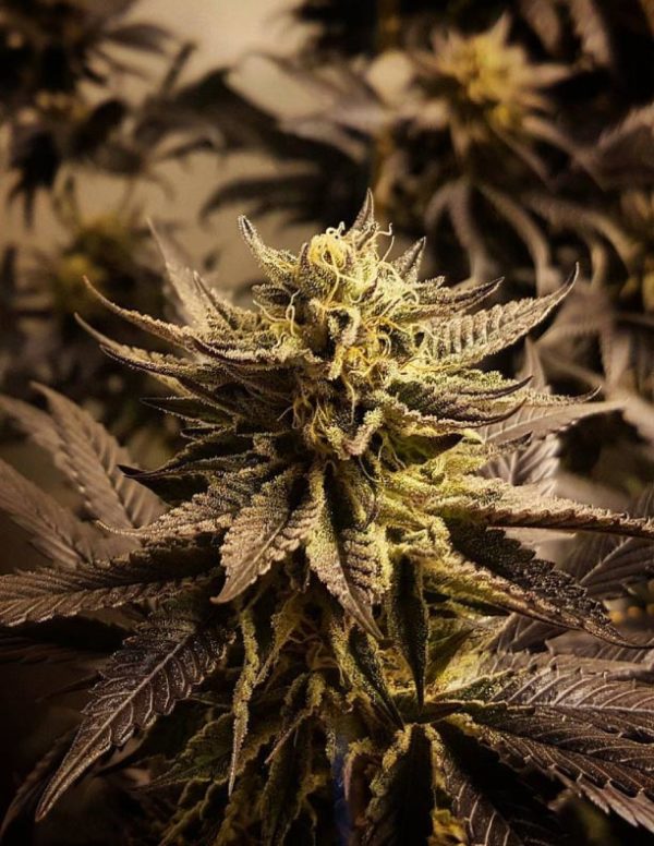 Crockett's Haze cannabis strain grown from seeds