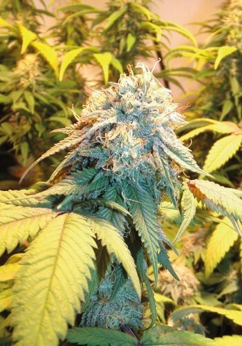 Flowering marijuana strain Ewe-2 developed by seedbank Humboldt Seed Organization