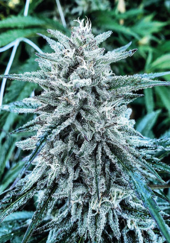 Guru Seeds Gelato cannabis strain grown from feminized seedsGelato strain is a crossing between Sunset Sherbet and Thin mint girl scout cookies