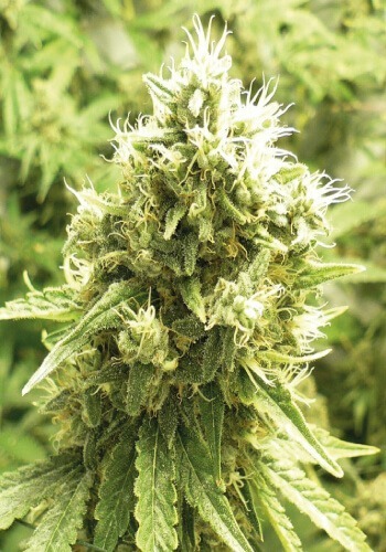 A flower from Jack Flash marijuana strain from Sensi Seeds