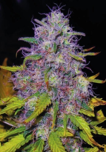 Image of Jock Horror cannabis strain from Nirvana seeds