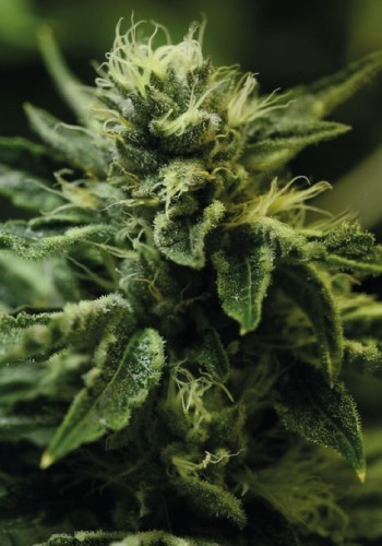 Kuchi marijuana strain from seedbank Devil Harvest Seeds