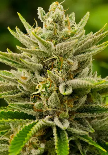 Mango Kush marijuana strain and seeds