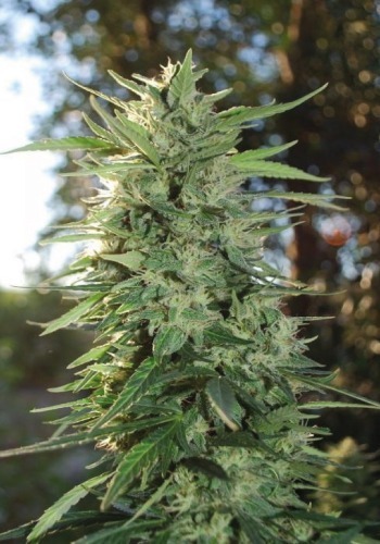 Image of Mendocino Madness marijuana strain during flowering phase