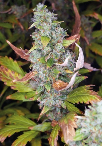 Mexican Airlines cannabis strain from Fastbuds before harvest