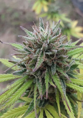 Northern Light from Nirvana growing outdoors in nature