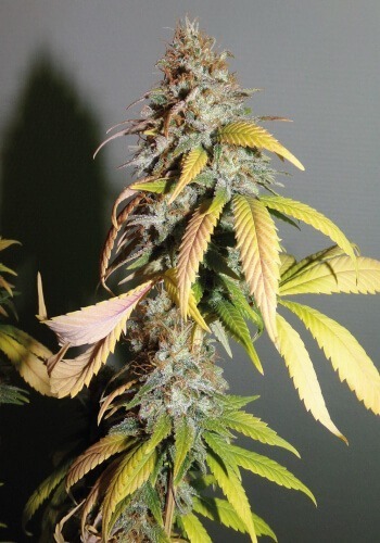 Nebula CBD marijuana strain before harvest