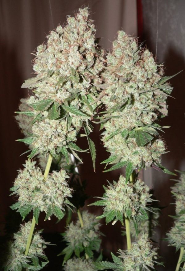 Stacked Northern Lights 5 x Haze cannabis strain in flowering phase