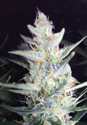 Famous Northern Lights strain from Sensi Seeds seedbank