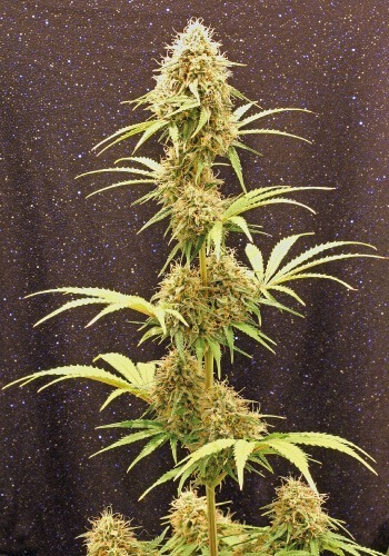 Image of Outlaw Amnesia Haze cannabis strain