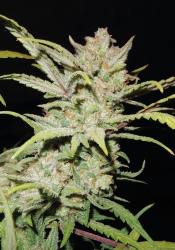 Famous strain Pineapple Express from Fastbuds seedbank