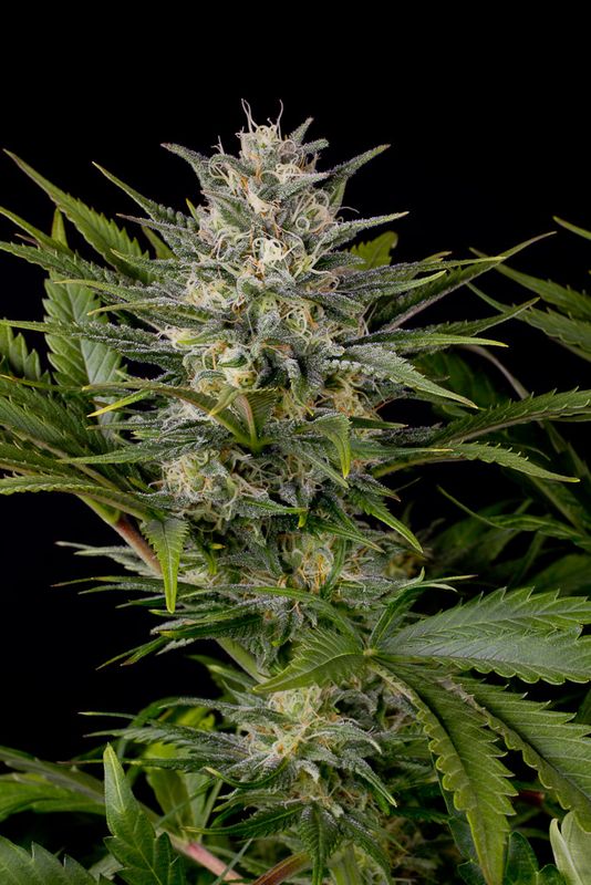 Zoomed in image of Pineapple Skunk marijuana strain grown from seed