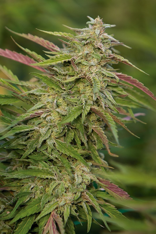 Image of Purple Trainwreck marijuana strain from Humboldt Seeds