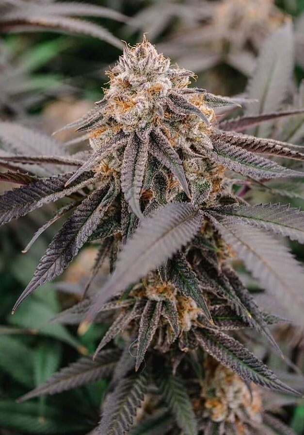 Roof 95 marijuana strain growing outdoors in nature