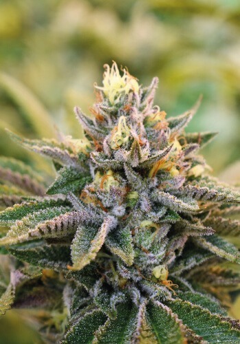 Image of Strawberry Sour Diesel cannabis strain from Devils Harvest Seeds