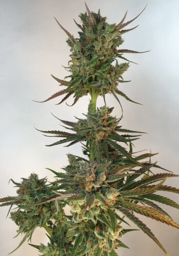 Zoomed in image of Sweet Skunk marijuana strain