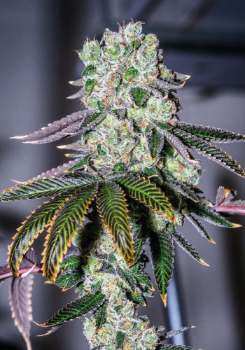 Wedding cake seeds strain from girl scout cookies strain from the usa