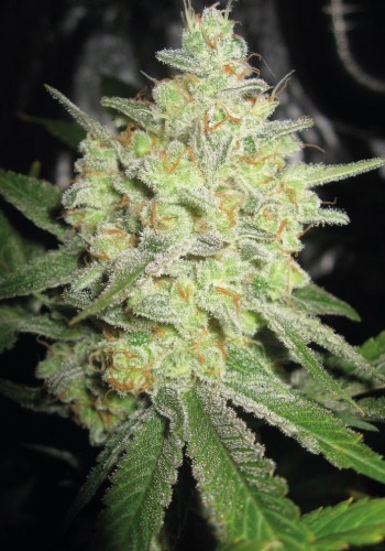Serious Seeds famous strain White Russian in flowering phase