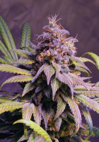 Cannatonic flower from Guru SeedsACDC high-CBD cannabis strain by Guru Seeds at Coffeeshop Guru