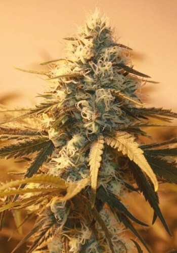 Sativa-dominant cannabis strain AK during flowering