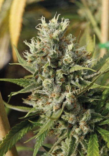 Amnesia Haze marijuana strain growing outdoors