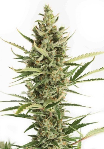 Hybrid cannabis strain Amnesia x Buddha Kush by Vision Seeds