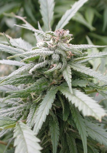 Biddy Early marijuana flower by Serious Seeds