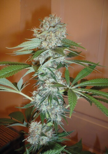 Zoomed in image of Big Bud cannabis strain during flowering phase