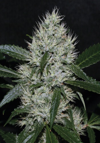 Bigger version of OG Kush, with calyxes containing high cannabinoids