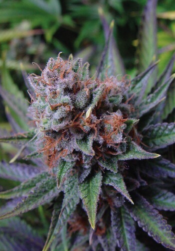 Buy online blue Dream strain - Blue Dream Strain (Hybrid) - Moore Danks