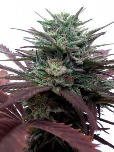 Famous strian from Dutchpassion cannabis seeds with big grean leaves