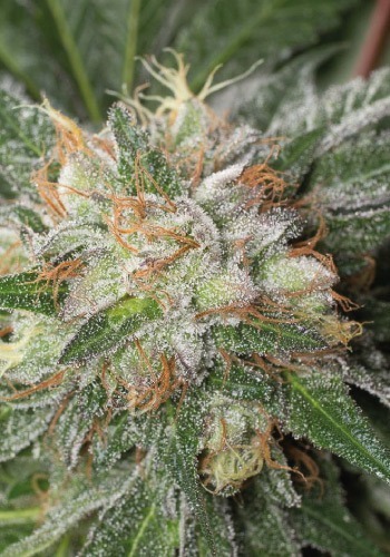 Bubba Island Kush marijuana strain grown from feminized seeds outdoors