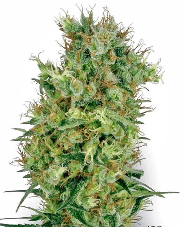 Californian Orange Bud marijuana strain from Sensi Seeds White Label range